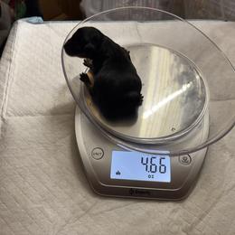 Baby boy 2 - Black and gold male Yorkshire Terrier puppy in Phoenix, Arizona from Coursey’s Yorkies