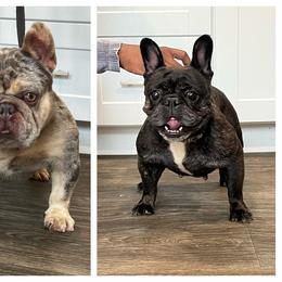 French Bulldog puppies from Drea's French Bulldogs