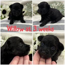 Willow - Black female Havanese puppy in Manteca, California from Once Upon A Havanese