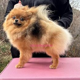 Vanellope - Pomeranian