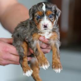 Quincy - Merle female Bernedoodle puppy in Dundee, Ohio from Down Home Doodle