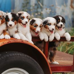 Australian Shepherds from Breezy Pawz Australian Shepherds