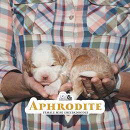 Aphrodite - Fawn and white female Sheepadoodle puppy in Cleveland, Tennessee from Narrow Path Old English & Sheepadoodles