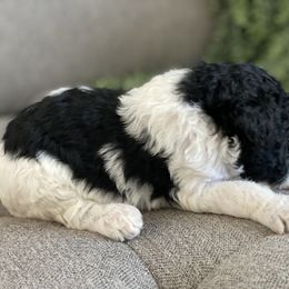 Poodle Puppies from Home of Doodles