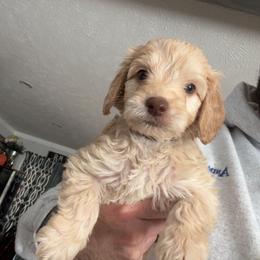 Puppy Black - Caramel male Australian Labradoodle puppy in Oxford, Mississippi from Stony Brook Australian Labradoodles