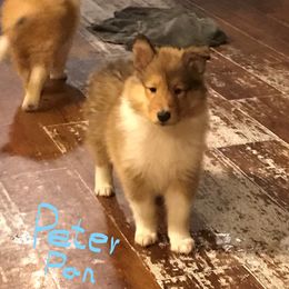 Collie Puppies from Whites Collies