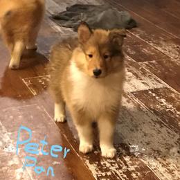 Collie Puppies from Whites Collies