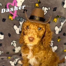 Dasher - Goldendoodle puppy from Golden Life Doodles