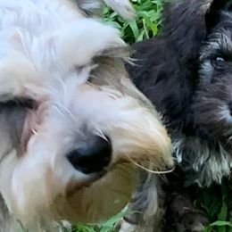 Miniature Schnauzers from Ed Krickel's Miniature Schnauzers