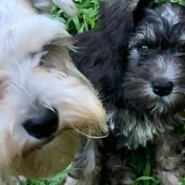 Miniature Schnauzers from Ed Krickel's Miniature Schnauzers