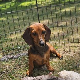 Nikki - Dachshund