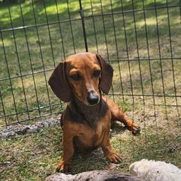 Nikki - Dachshund