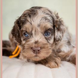 Alex - Merle male Cockapoo puppy in Connersville, Indiana from Deaz Doodle Ranch