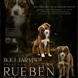 Rueben - Miniature American Shepherd