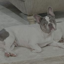 Allie - French Bulldog
