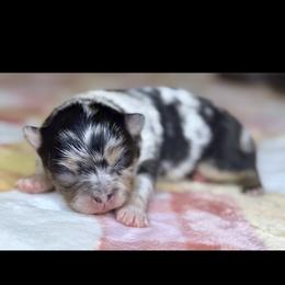 Pomeranian Puppies from Lacey Lawrence