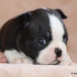 Mae Mae - Black brindle and white female Boston Terrier puppy in Winnsboro, Texas from JP Ranch Bulldogs