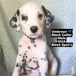 Umbreon (Black collar) HUA - White and black male Dalmatian puppy in Raymondville, Missouri from Wagner's Dalmatian's