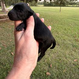 Jolene - Black female Miniature Schnauzer puppy in Silver Creek, Mississippi from Mamie’s Minis, LLC