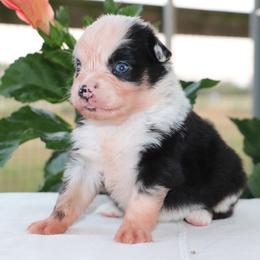 Sarah - Blue merle female Miniature Australian Shepherd puppy in Goliad, Texas from Sassy Lil Aussies and Diamond W Poodles