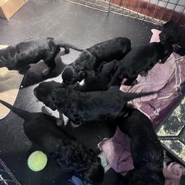 English Setter and Gordon Setter Puppies from Windsor Setters
