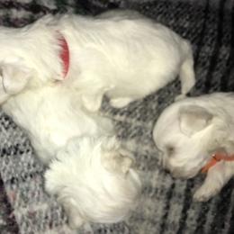 Maltese Puppies from Emotional Amor Support