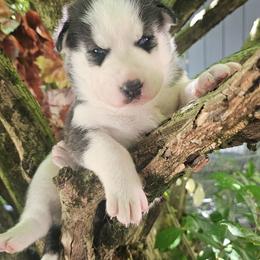Chocolate - Black tan and white female Siberian Husky puppy in Springfield, Massachusetts from 16acreshuskies