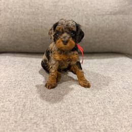 Liberty - Blue merle female Bernedoodle puppy in Jacksonville, Florida from Autumn's Aussies