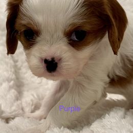 Cavalier King Charles Spaniel Puppies from Rhonda Davis