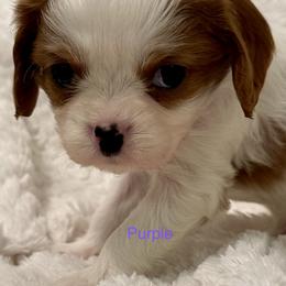 Cavalier King Charles Spaniel Puppies from Rhonda Davis