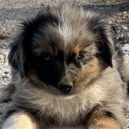 Virgil - Blue merle male Miniature Australian Shepherd puppy in Godley, Texas from Nana and Paws Aussies