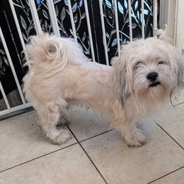 Bengi - Lhasa Apso
