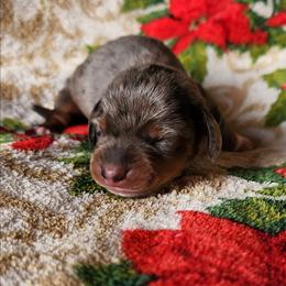 Rudolf - Dapple male Dachshund puppy in Anaconda, Montana from Williams Family Dachshunds