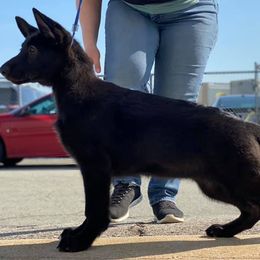 German Shepherd Puppies from Kryptonian & Kynthos German Shepherd Dogs