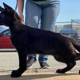 German Shepherd Puppies from Kryptonian & Kynthos German Shepherd Dogs