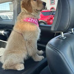 Golden Retriever and Labrador Retriever Puppies from Harvest Moon Farms - Indiana English Cream Golden Retreivers