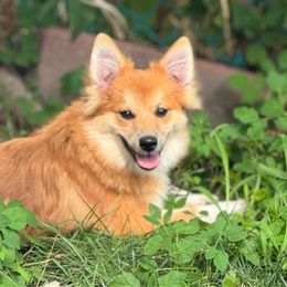 Teddy - Tri-colored Pomeranian puppy in Syracuse, New York from Rios Pomimo Puppies