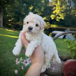 Salem - Merle male Maltipoo puppy in Coal City, Indiana from Angel Blue Dogs