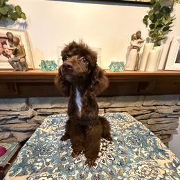 Coco -Red collar - Brown female Poodle puppy in Lufkin, Texas from Texas Kissed K9s