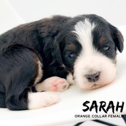 Sarah - Tri-color female Bernedoodle puppy in Tipton, Indiana from Country Creek Doodles
