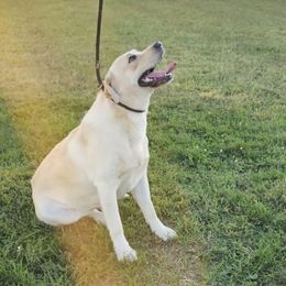 Leo - Labrador Retriever