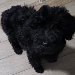 Mary - Black female Goldendoodle puppy in Dallas, Texas from Bishop Golden Doodles