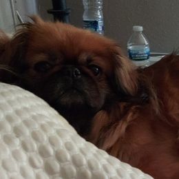 Pekingese Puppies from Sunny's Legacy Pekingese
