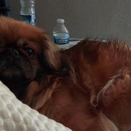 Pekingese Puppies from Sunny's Legacy Pekingese