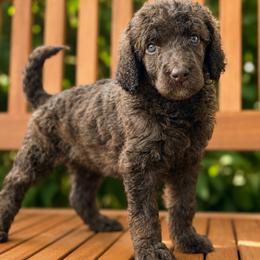 Tairn - Brindle male Poodle puppy in Spring Hill, Florida from Lecanto Puppy