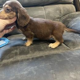 Chocolate and Cream Boy - Chocolate and cream male Dachshund puppy in California from Wild Weenies - Dachshund Ranch