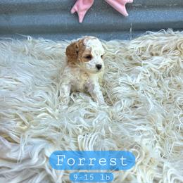 Forrest - male Cavapoochon puppy in Bullard, Texas from Cavapoochon Central LLC