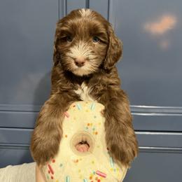 Espresso - Chocolate female Australian Labradoodle puppy in Orange, California from Little Kingdom Doodles