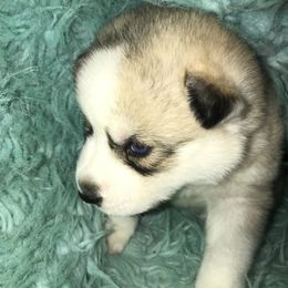 Siberian Husky Puppies from TCE HUSKIES