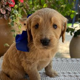 Mandevilla - Cream male Goldendoodle puppy in The Woodlands, Texas from Gracie's Goldendoodles and Bernedoodles